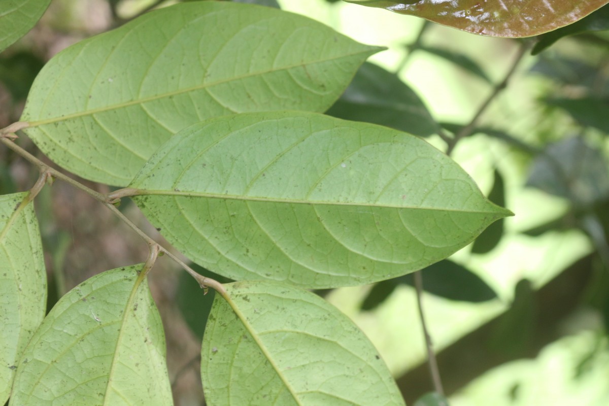 Chaetocarpus castanocarpus (Roxb.) Thwaites